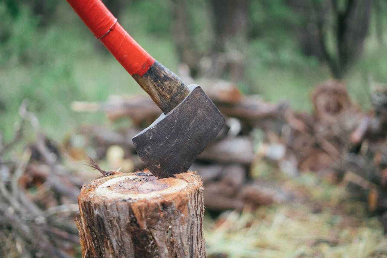 Best Tree Removal Near Me  in Alliae, NC